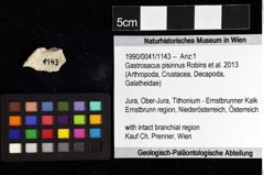 Foto (Objket + Etiketten) von Gastrosacus pisinnus (Robins et al., 2013) 